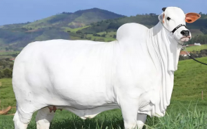 Vaca nelore de Goiás avaliada em R$ 21 milhões tem recorde no Guinness como a fêmea bovina mais cara do mundo