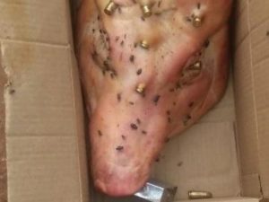 Mulher recebe cabeça de porco com perfurações a bala e cadeado na boca