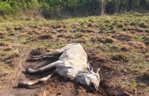 Por deixar 8 bois morrerem de fome, paulista é Autuado e multado em R$ 12 mil