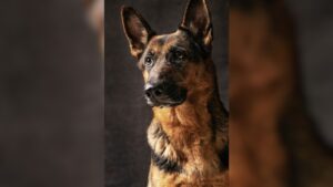 Motociclista tenta atirar contra morador e mata pastor alemão em Paranaíba