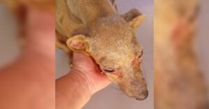 Idoso é preso por maus-tratos a cachorro e ameças contra vizinha em Alcinópolis